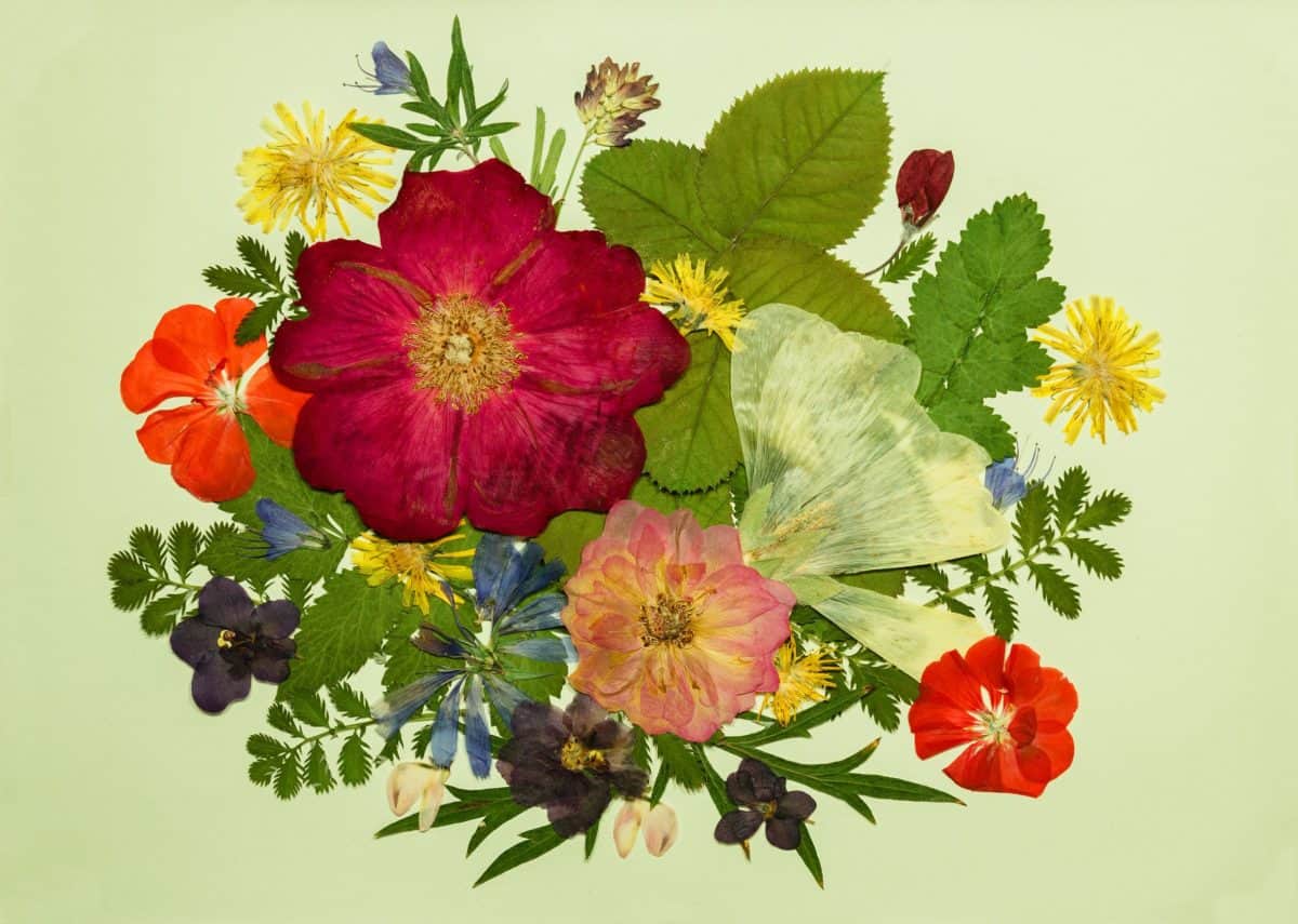 How to Dry and Press Flowers Mancuso's Florist Blog