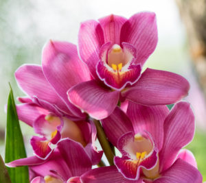 Purple Cymbidium Orchid