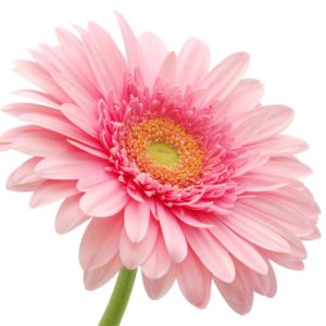 Pink Gerbera Daisy