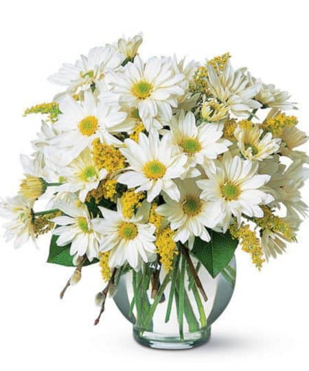 Celebrate someone's special day with this lovely bouquet of white daisy chrysanthemums, laced with golden solidago. Subtle, stunning, perfect.