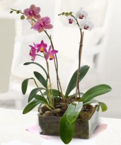 Purple, pink, and white contemporary garden of three assorted orchid plants